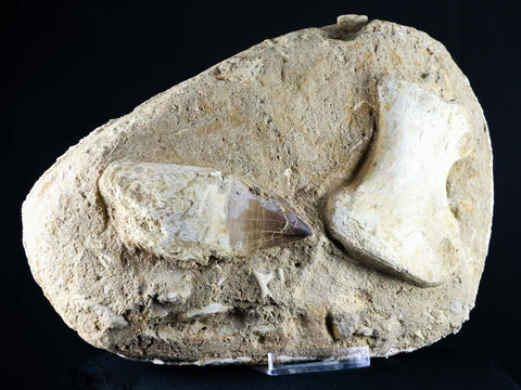 Mosasaur Fossil Paddle Bone & Tooth In Matrix Cretaceous Dinosaur Era COA & Stand - Fossil Age Minerals