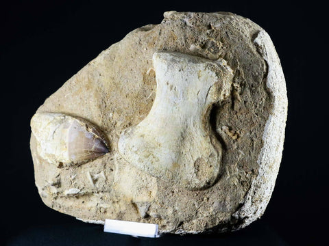Mosasaur Fossil Paddle Bone & Tooth In Matrix Cretaceous Dinosaur Era COA & Stand - Fossil Age Minerals