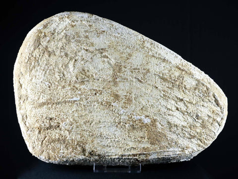 Mosasaur Fossil Paddle Bone & Tooth In Matrix Cretaceous Dinosaur Era COA & Stand - Fossil Age Minerals
