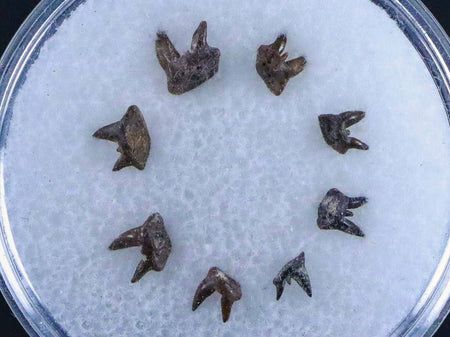 8 Orthacanthus Shark Fossil Teeth Permian Age Ryan FM Waurika OK COA, Display