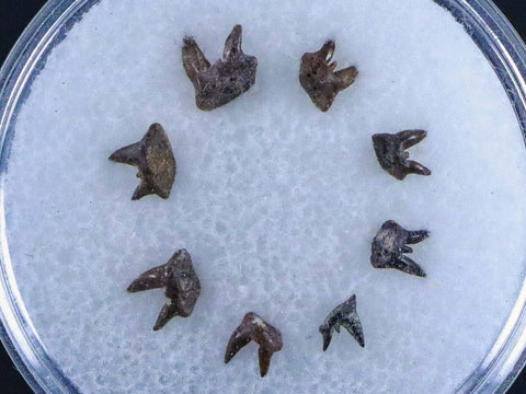 8 Orthacanthus Shark Fossil Teeth Permian Age Ryan FM Waurika OK COA, Display - Fossil Age Minerals