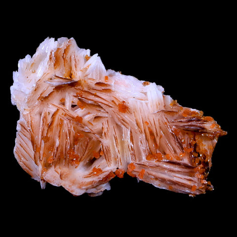 2" Sparkly Orange Vanadinite Crystals On Orange Barite Blades Mineral Morocco - Fossil Age Minerals