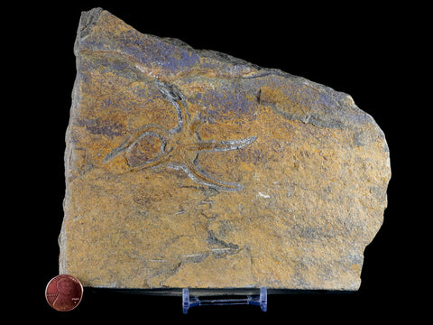 3" Brittlestar Ophiura Sp Starfish Fossil Ordovician Age Morocco COA & Stand - Fossil Age Minerals