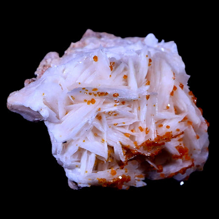 1.8" Sparkly Orange Vanadinite Crystals On White Barite Blades Mineral Morocco