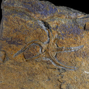 3" Brittlestar Ophiura Sp Starfish Fossil Ordovician Age Morocco COA & Stand