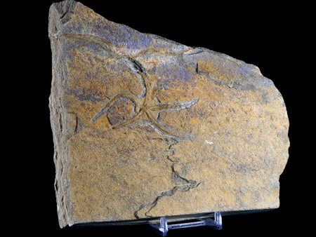 3" Brittlestar Ophiura Sp Starfish Fossil Ordovician Age Morocco COA & Stand