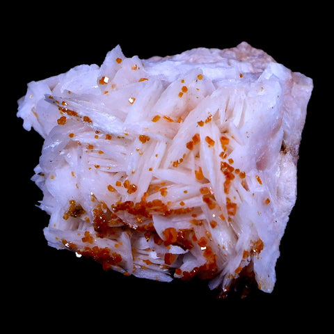 1.8" Sparkly Orange Vanadinite Crystals On White Barite Blades Mineral Morocco - Fossil Age Minerals