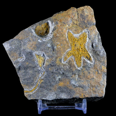 37MM Brittlestar Petraster Starfish Fossil Ordovician Age Kataoua FM Morocco COA - Fossil Age Minerals