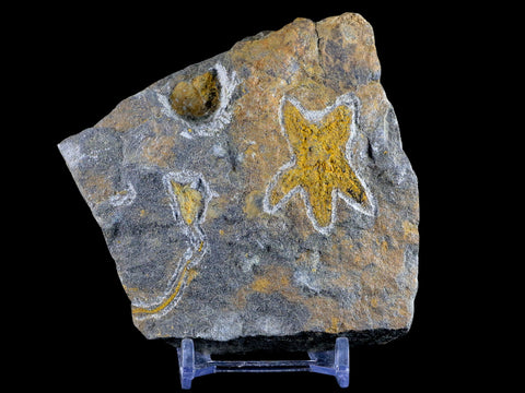 37MM Brittlestar Petraster Starfish Fossil Ordovician Age Kataoua FM Morocco COA - Fossil Age Minerals