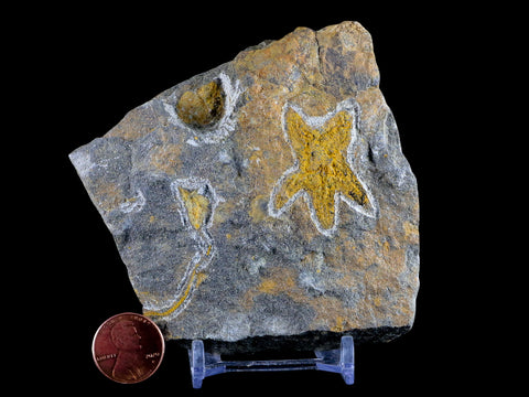 37MM Brittlestar Petraster Starfish Fossil Ordovician Age Kataoua FM Morocco COA - Fossil Age Minerals