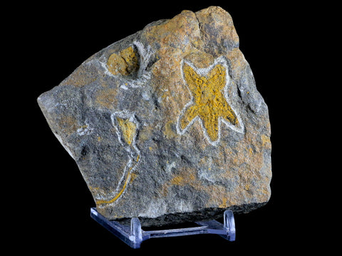 37MM Brittlestar Petraster Starfish Fossil Ordovician Age Kataoua FM Morocco COA - Fossil Age Minerals