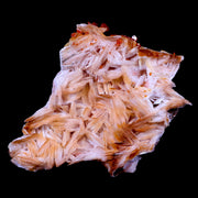 3.2" Sparkly Red Vanadinite Crystals On Orange Barite Blades Mineral Morocco