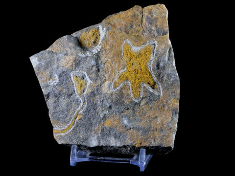 37MM Brittlestar Petraster Starfish Fossil Ordovician Age Kataoua FM Morocco COA - Fossil Age Minerals