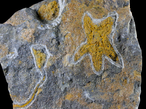 37MM Brittlestar Petraster Starfish Fossil Ordovician Age Kataoua FM Morocco COA - Fossil Age Minerals