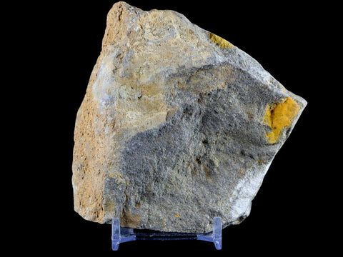 37MM Brittlestar Petraster Starfish Fossil Ordovician Age Kataoua FM Morocco COA - Fossil Age Minerals