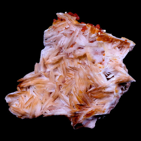 3.2" Sparkly Red Vanadinite Crystals On Orange Barite Blades Mineral Morocco - Fossil Age Minerals