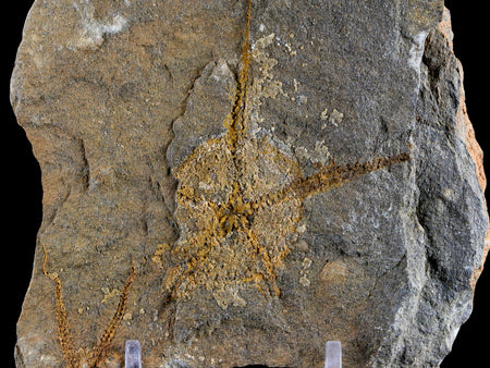 2.5" Brittlestar Ophiura Sp Starfish Fossil Ordovician Age Morocco COA & Stand
