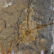 2.5" Brittlestar Ophiura Sp Starfish Fossil Ordovician Age Morocco COA & Stand