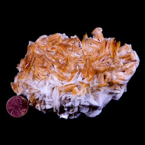 XL 4.4" Orange Crystal Barite Blades Mineral Specimen Mabladen Morocco - Fossil Age Minerals