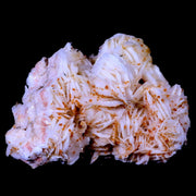 XL 4.3" Sparkly Orange Vanadinite Crystals On White Barite Blades Mineral Morocco