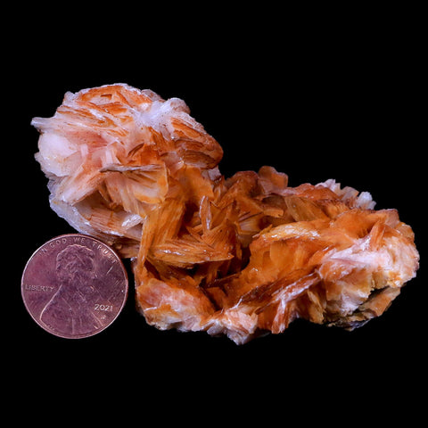 2.7" Orange And Pink Crystal Barite Blades Mineral Specimen Mabladen Morocco - Fossil Age Minerals