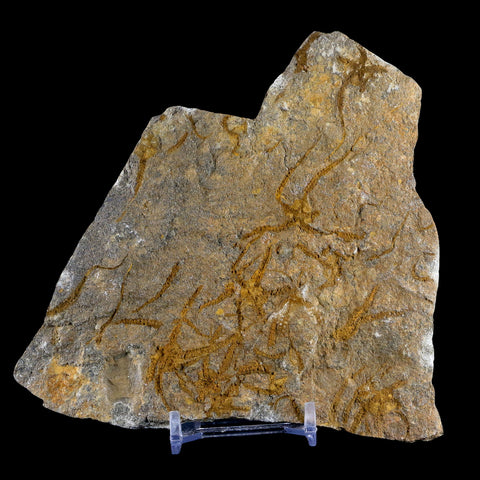 4.7" Brittlestar Ophiura Sp Starfish Mortality Plate Fossil Ordovician Age Morocco COA - Fossil Age Minerals