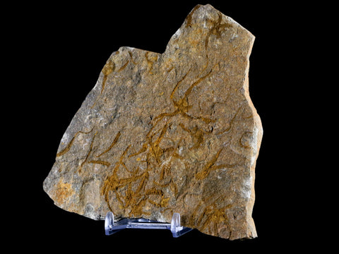 4.7" Brittlestar Ophiura Sp Starfish Mortality Plate Fossil Ordovician Age Morocco COA - Fossil Age Minerals