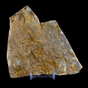 4.7" Brittlestar Ophiura Sp Starfish Mortality Plate Fossil Ordovician Age Morocco COA
