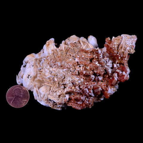 4.1" Sparkly Red Vanadinite Crystals On Orange Barite Blades Mineral Morocco - Fossil Age Minerals