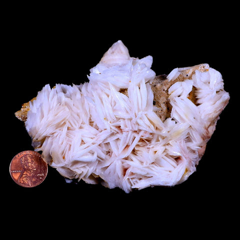 XL 4.1" White Crystal Barite Blades Mineral Specimen Mabladen Morocco - Fossil Age Minerals