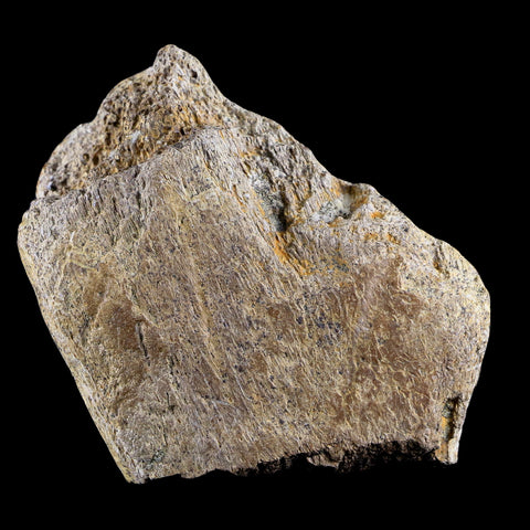 2.7" Triceratops Fossil Rib Bone Lance Creek FM Cretaceous Dinosaur WY COA - Fossil Age Minerals