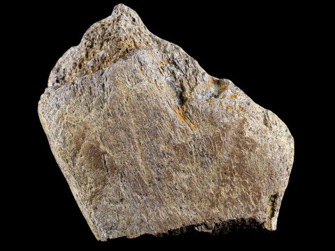 2.7" Triceratops Fossil Rib Bone Lance Creek FM Cretaceous Dinosaur WY COA - Fossil Age Minerals