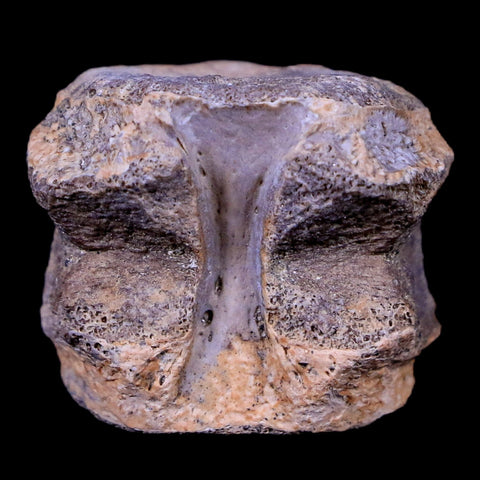 1" Champsosaurus Gigas Reptile Vertebrae Cretaceous Hell Creek MT COA & Stand - Fossil Age Minerals