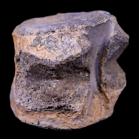 1" Champsosaurus Gigas Reptile Vertebrae Cretaceous Hell Creek MT COA & Stand - Fossil Age Minerals