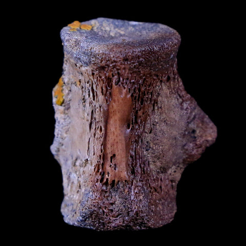 0.8" Champsosaurus Gigas Reptile Vertebrae Cretaceous Hell Creek MT COA & Stand - Fossil Age Minerals