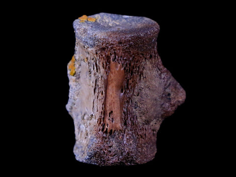 0.8" Champsosaurus Gigas Reptile Vertebrae Cretaceous Hell Creek MT COA & Stand - Fossil Age Minerals