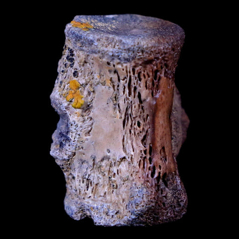 0.8" Champsosaurus Gigas Reptile Vertebrae Cretaceous Hell Creek MT COA & Stand - Fossil Age Minerals