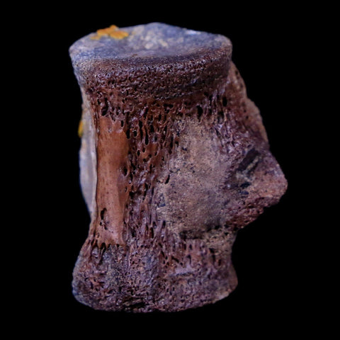 0.8" Champsosaurus Gigas Reptile Vertebrae Cretaceous Hell Creek MT COA & Stand - Fossil Age Minerals