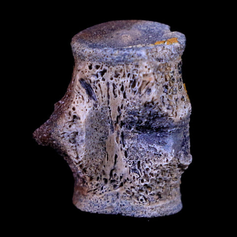 0.8" Champsosaurus Gigas Reptile Vertebrae Cretaceous Hell Creek MT COA & Stand - Fossil Age Minerals
