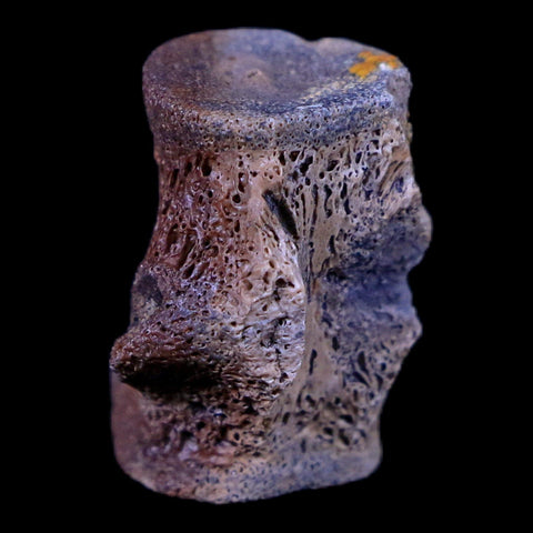 0.8" Champsosaurus Gigas Reptile Vertebrae Cretaceous Hell Creek MT COA & Stand - Fossil Age Minerals