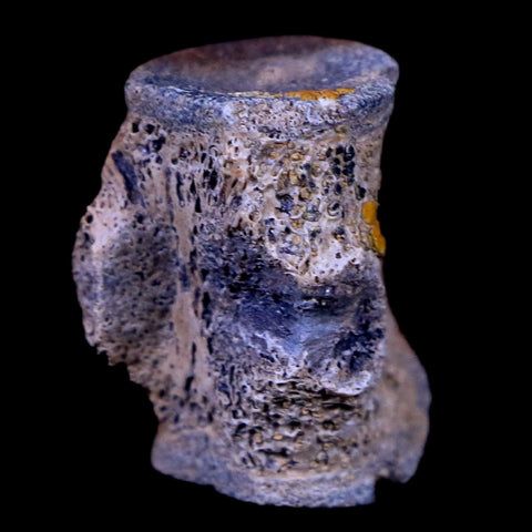 0.8" Champsosaurus Gigas Reptile Vertebrae Cretaceous Hell Creek MT COA & Stand - Fossil Age Minerals