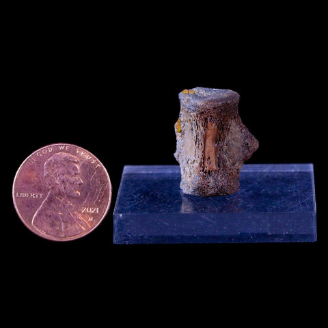0.8" Champsosaurus Gigas Reptile Vertebrae Cretaceous Hell Creek MT COA & Stand - Fossil Age Minerals