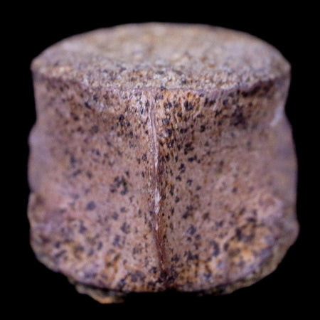 0.6" Champsosaurus Gigas Reptile Vertebrae Cretaceous Hell Creek MT COA & Stand