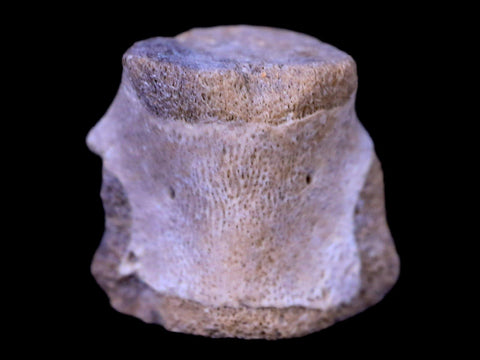 0.6" Champsosaurus Gigas Reptile Vertebrae Cretaceous Hell Creek MT COA & Stand - Fossil Age Minerals