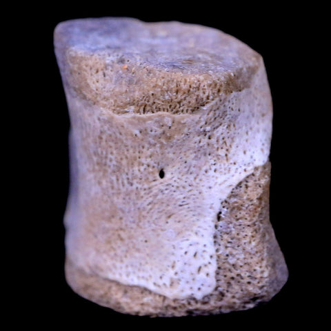 0.6" Champsosaurus Gigas Reptile Vertebrae Cretaceous Hell Creek MT COA & Stand - Fossil Age Minerals