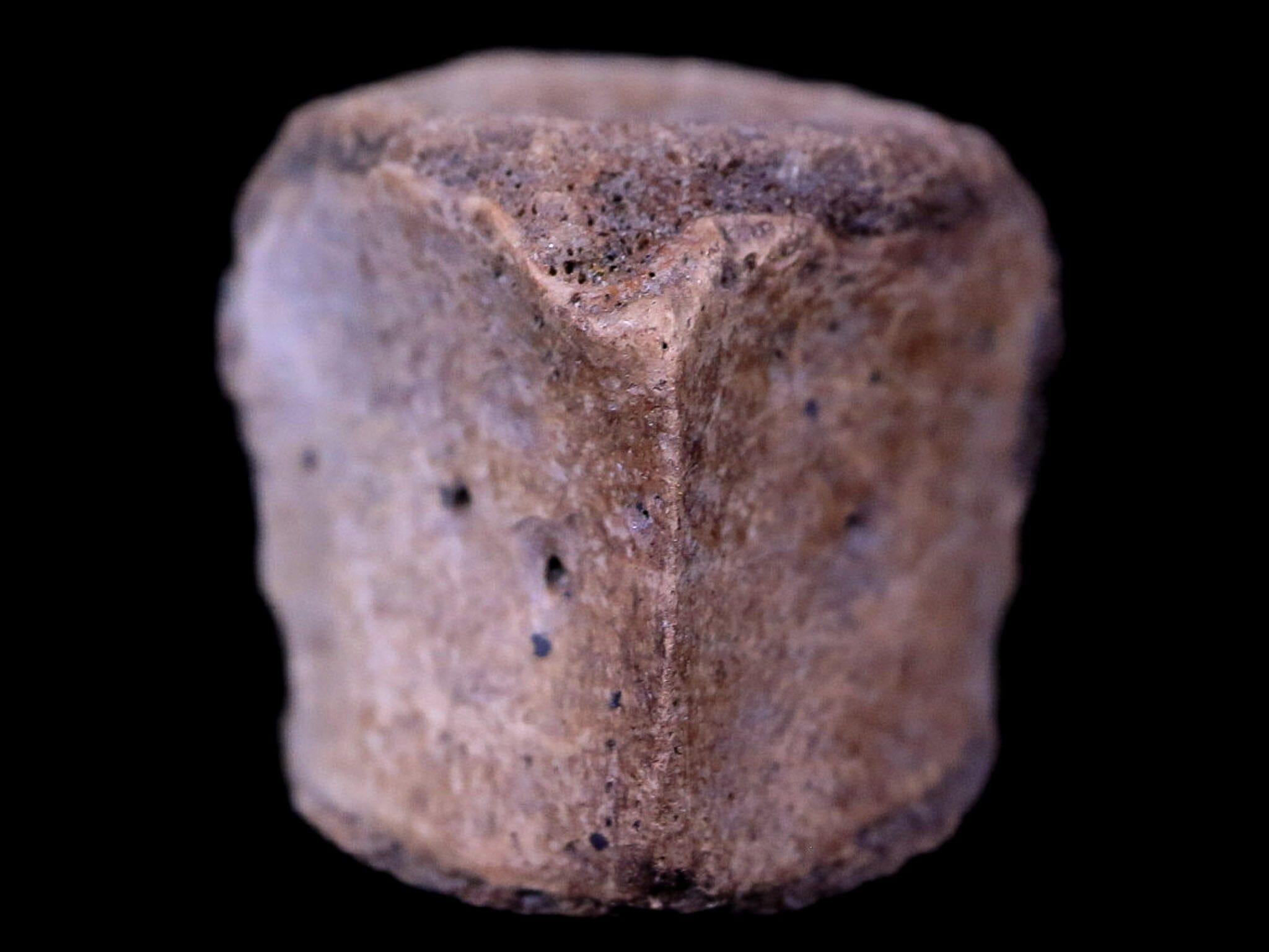 0.6" Champsosaurus Gigas Reptile Vertebrae Cretaceous Hell Creek MT COA & Stand - Fossil Age Minerals