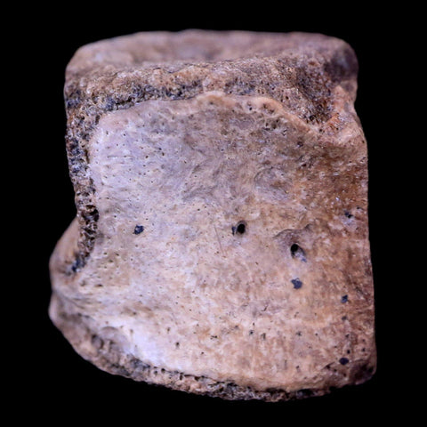 0.6" Champsosaurus Gigas Reptile Vertebrae Cretaceous Hell Creek MT COA & Stand - Fossil Age Minerals