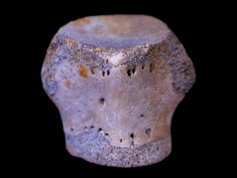 0.6" Champsosaurus Gigas Reptile Vertebrae Cretaceous Hell Creek MT COA & Stand - Fossil Age Minerals
