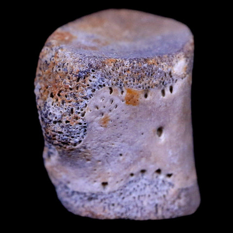 0.6" Champsosaurus Gigas Reptile Vertebrae Cretaceous Hell Creek MT COA & Stand - Fossil Age Minerals