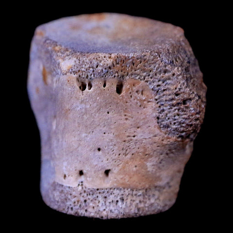 0.6" Champsosaurus Gigas Reptile Vertebrae Cretaceous Hell Creek MT COA & Stand - Fossil Age Minerals